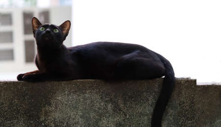 The black cat sits on the wall and looks upの写真素材