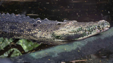 One of the crocodiles is lying on the groundの写真素材