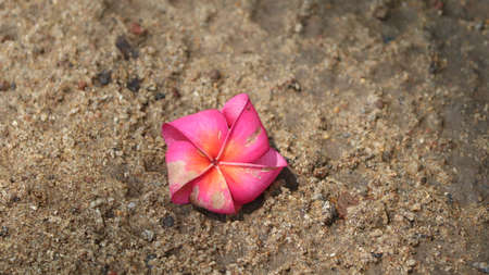The beautiful pink flower that falls to the ground is beautiful to look atの写真素材