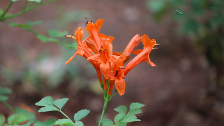 Pyrostegia venusta, Bignoniaceae, Orange trumpet, Flame flower, Fire-cracker vine orange flower on burred of nature background in garden tips of the five petals are shaped in a long strip and curled backの写真素材