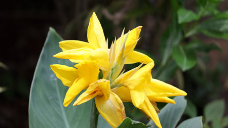 Beautiful yellow canna lily with green leaves in background