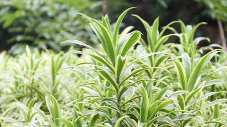 common name snake plant, botanical name sensevieria trifasciata, family name Asparagaceaeの写真素材