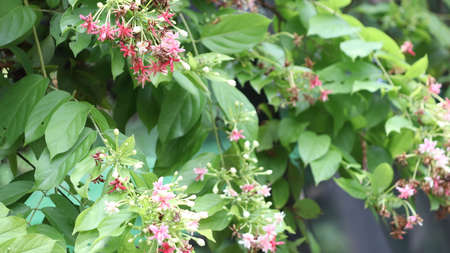 rangoon jasmine, Rangoon jasmine is The trees bend and twist and bloom it is red and pink and rose colors and different types of colors Against the background of green leaves it is beautiful natural flowerの写真素材