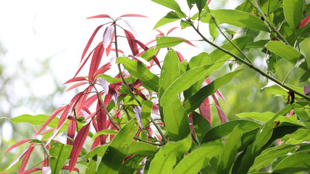 Mango tree growing brown colour leaf Climatic condition for growing mango tree it is beautiful brown...