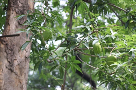 Pods hanging from a tree on the tree is a beautiful landscape which is a beautiful one