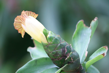 Green leaf is a beautiful fresh bud natural plant