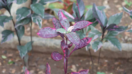 Natural plant with beautiful exotic pink leavesの写真素材