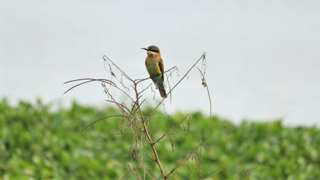 Beautiful Hummingbirds perched on a plant it is a beautiful natural