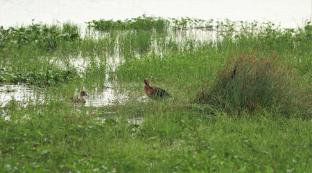 There are small brown ducklings in the lake and its actions are beautiful