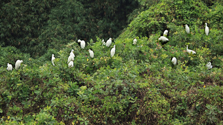 White cranes stand on vines of green mosaic