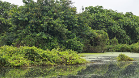 Green mosaic vines Landscape Slightly turbulent lake water
