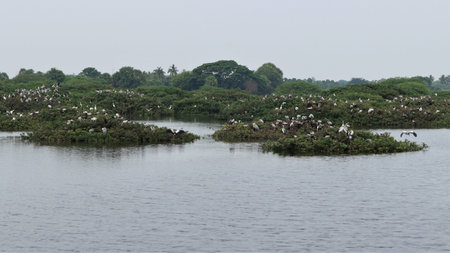 Beautiful green mosaic landscape with some birds and beautiful lake water in the
