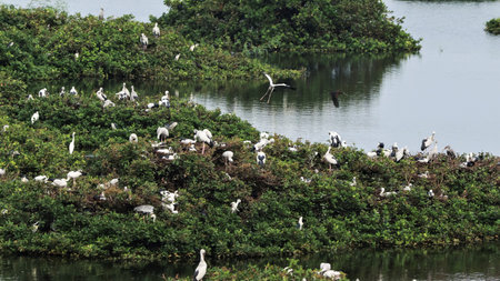 Bird Sanctuary is home Green mosaic plants include white cranes and the open stork or Asian Open...