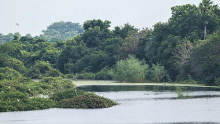 Beautiful green mosaic landscape with some birds and beautiful lake water in the