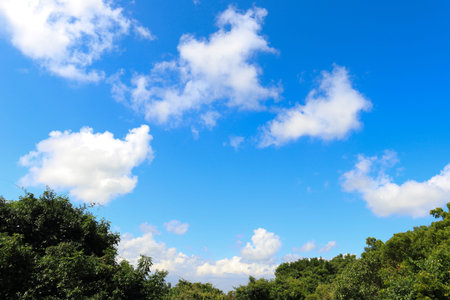 Green evergreen vines. Against the backdrop of blue sky with white clouds.