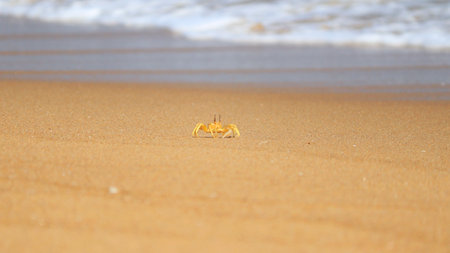Crab in beach sandの写真素材