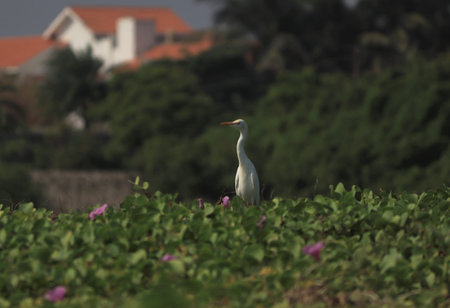 One of the white cranes on a pale green background