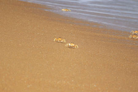 Crab in beach sandの写真素材