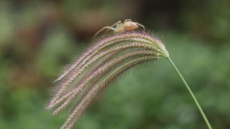 beautiful flower plant. with blur backgroundの写真素材