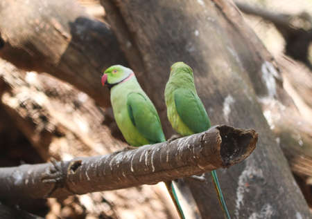 green parrot sit in the tree. with blur backgroundの写真素材