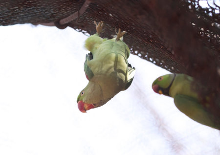 Then the green parrot hangs upside down. with blur background