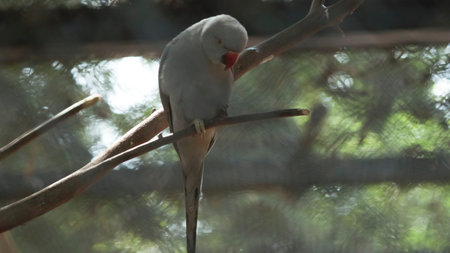 The gray parrot is sitting on a tree. It is beautiful to look at