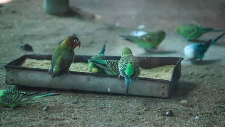 parakeet birds are The birds are flocking. With blurred backgroundの写真素材