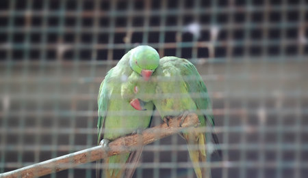 Green parrot in pairs in a slightly dim spot in the love mood. With blurred backgroundの写真素材