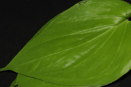 green Betel leaf. on a black background