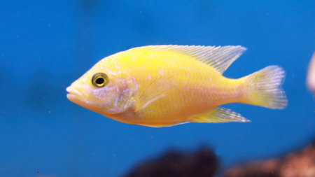 Fresh water aquarium yellow fish