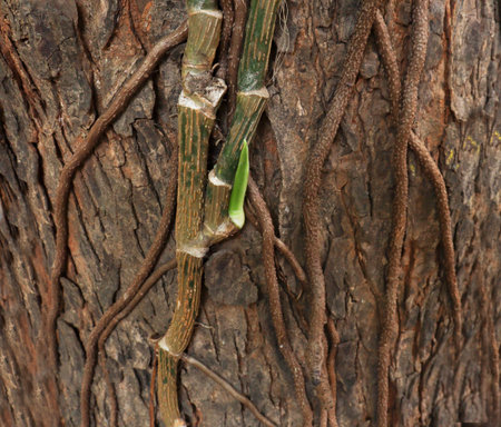 indoor money plant root on the tree