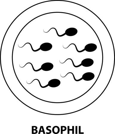Sperms and Egg cell Human Physiology -Concept Fertilization and Implantationのイラスト素材