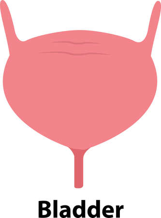human internal organ bladder. Bladder flush icon. Isolated vector sign symbol.のイラスト素材