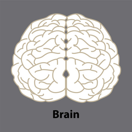 Human brain. Internal organ, anatomy. Vector cartoon flat icon illustration isolated on white...