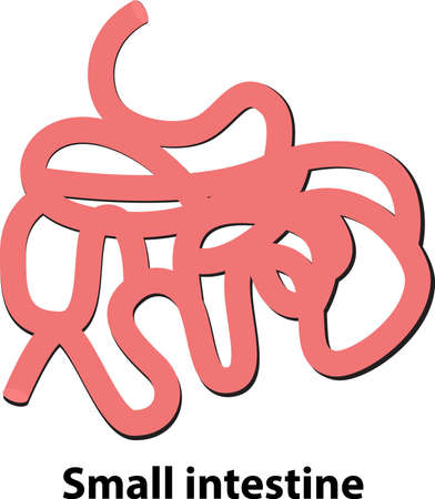 The human body's internal organ small intestine. illustration. on white backgroundのイラスト素材