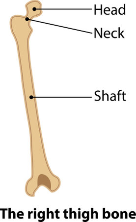 The right thigh bone. Illustration from vector about science and medical.のイラスト素材