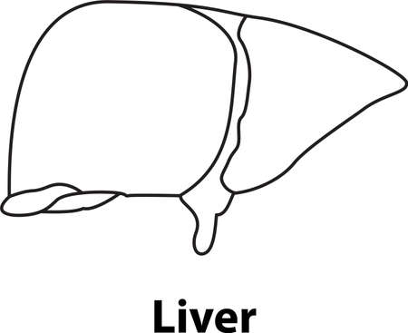 Liver outline. human internal organ. vector illustrationのイラスト素材