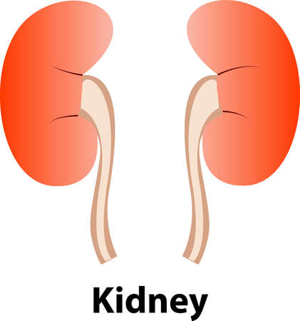 Kidney human renal realistic. vector front view illustration isolated on white backgroundのイラスト素材