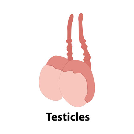 Epididymitis is inflammation of the epididymis of the testicle. Illustration of an adult human testicles. Vector diagram for science and medical use.のイラスト素材