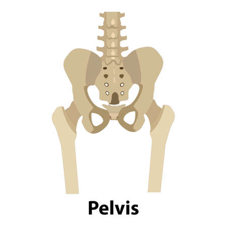 Human skeleton anatomy, pelvis bones vector. Body structure element isolated. medical illustrations. pelvisのイラスト素材
