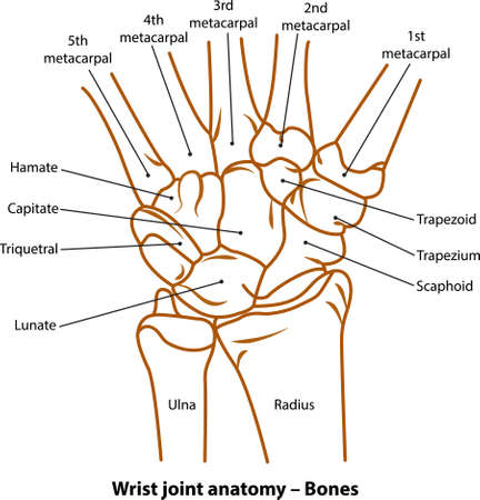 human hand bone. on white background. vector illustrationのイラスト素材