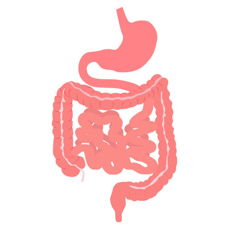 Anatomy of the human digestive system with description of the corresponding internal parts....