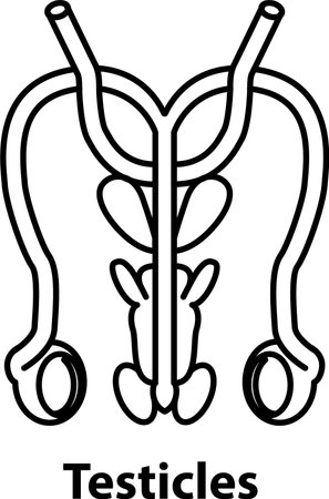 internal human organs testicles. outline. reproductive system. Internal organs illustration