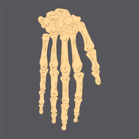 human hand bone. vector illustration. on white backgroundのイラスト素材