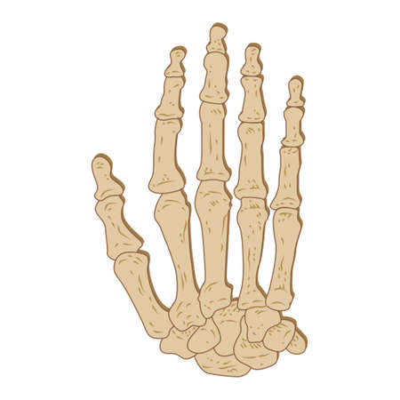 human hand bone. on white background. vector illustrationのイラスト素材