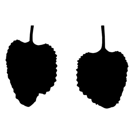 leaf silhouette. black color silhouette. vector illustration. on white background.のイラスト素材