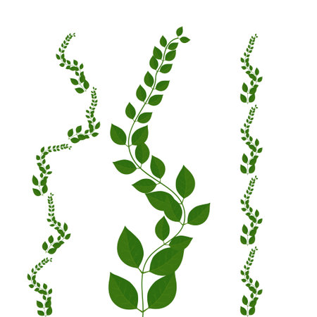 Decorative Leaf set. vector illustrator on white backgroundのイラスト素材