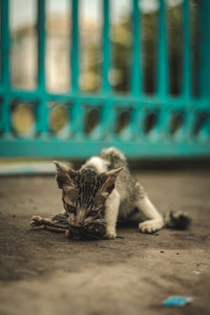 flighting catの写真素材