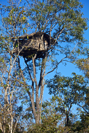 A tree house at the top of a tree in a jungle of kerala.の写真素材