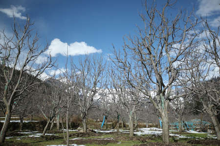 This picture is taken on Vacation to Manali, Himachal Pradesh, Indiaのeditorial素材